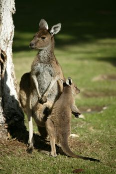 Australian Western Grey Kangaroos in open bushland