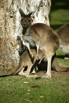 Australian Western Grey Kangaroos in open bushland