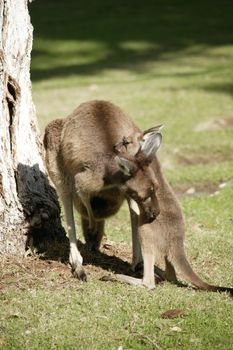 Australian Western Grey Kangaroos in open bushland