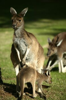 Australian Western Grey Kangaroos in open bushland