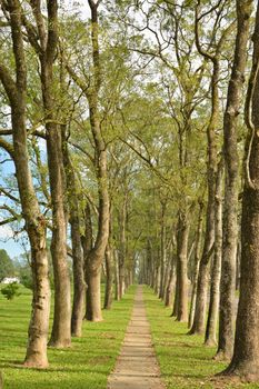 Walkway in Park with nobody in daytime.