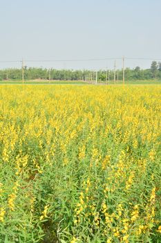 Yellow flower fields with sky
