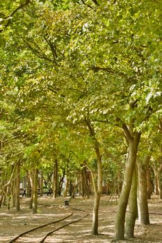 Forest with railroad, shot at Luodong Forestry Culture Garden, Yilan, Taiwan, Asia.