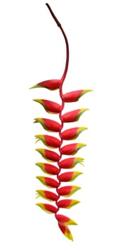 Heliconia flower isolated on white background