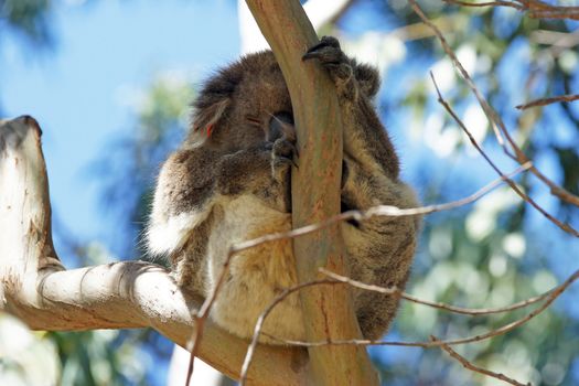 Relaxing Koala in a blue gum tree, Kangaroo Island, Australia