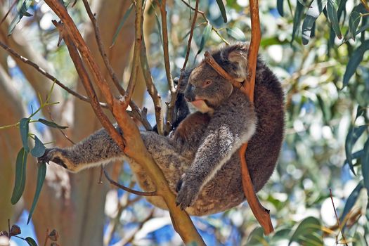 Relaxing Koala in a blue gum tree, Kangaroo Island, Australia