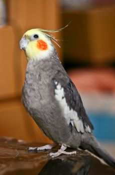 A Curious Cockatiel is watching upward