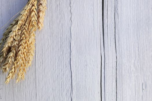 Ears of ripe golden wheat on a white wood background arranged in a bunch in one corner with copyspace on the textured and cracked wooden surface