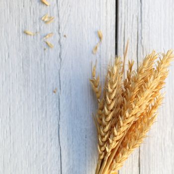 Sheaf of golden wheat on a background of white painted rough wooden planks with copyspace for your message or text