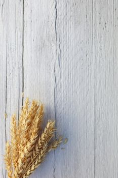 Bunch of ripe harvested golden wheat on a white wood background with woodgrain texture and cracks and copyspace for your text