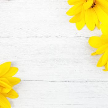 Textured white painted wood background with pretty vibrant yellow summer flowers in two diagonal corners and copyspace between