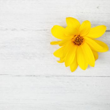 Pretty yellow summer flower on white painted wooden boards with a rough woodgrain texture and copyspace for your text