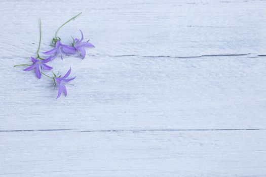 Pretty dainty purple flowers arranged in the corner on white painted wooden planks with a rough woodgrain texture with copyspace
