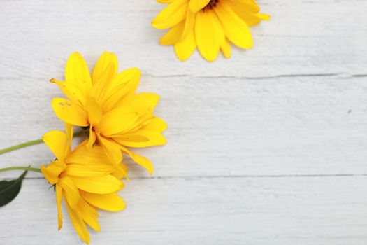 Bright vibrant fresh yellow flowers lying on a painted background of white wooden boards with woodgrain texture and copyspace