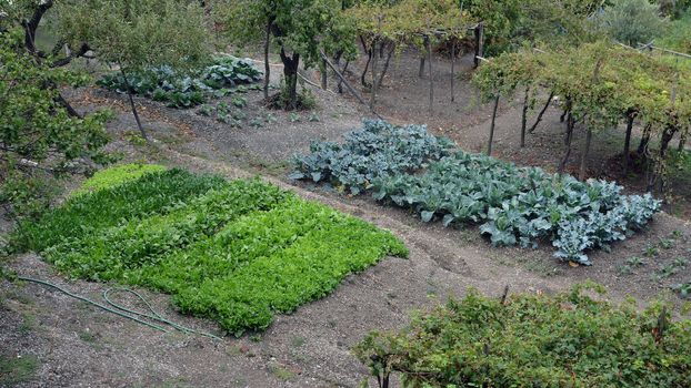 fruits and vegetables are the main products of a vegetable garden