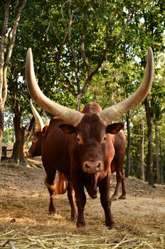 male watusi bulls in nature