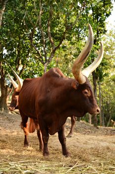 male watusi bulls in nature