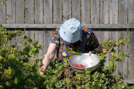  old woman collects berries of a raspberry