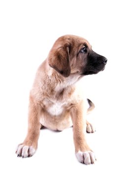 Puppy of the Spanish mastiff isolated on a white background