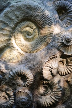 ammonites