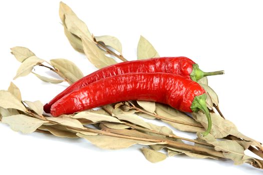 Pods of pepper and bay leaf branch on a white background