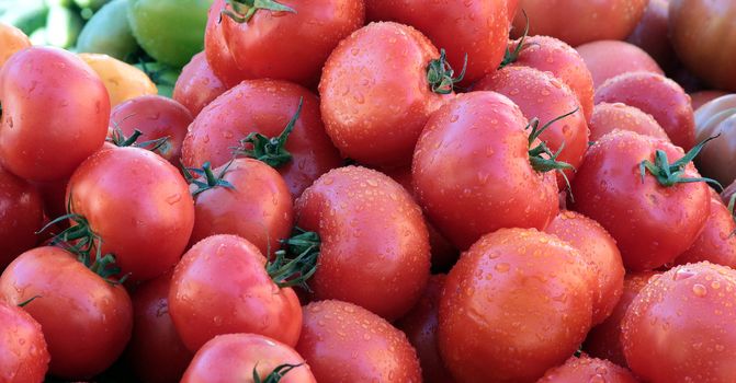 Autumn harvest. Tomatoes.
