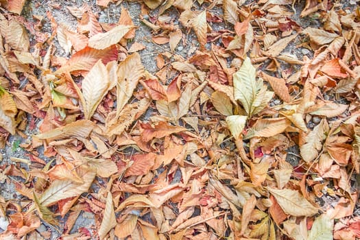 Autumn leaves background in brown tones