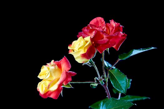 Roses with water drops on a black background