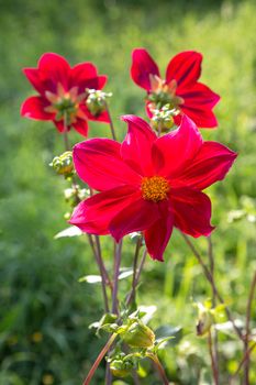 Red flowers dahlias in a garden in the afternoon