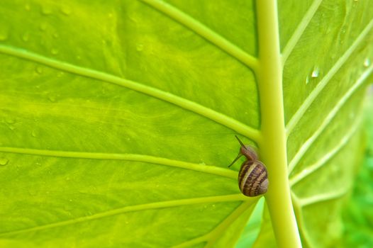 Green Elephant Ear leaf with slimy snail crawling up it's main stalk