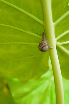 Slimy snails climbing up the main stalk of an Elephant Ear leaf