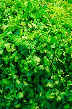 Fresh green cilantro in a pile at a grocery store produce section