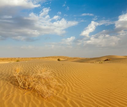 Dunes of Thar Desert. Sam Sand dunes, Rajasthan, India