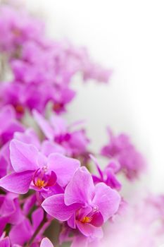 beautiful of tropical orchid flower blooming show shallow depth of field in vertical form use for multipurpose background and backdrop