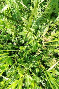 A wild meadow background with various herbs.