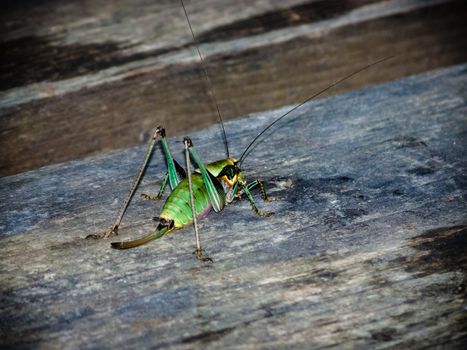 Image of a colourful Locust on a wooden surface