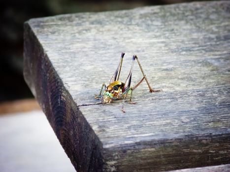 Image of a colourful Locust on a wooden surface