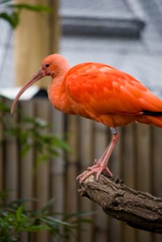 pink ibis