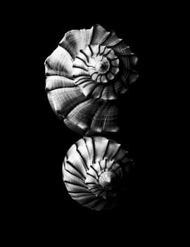 black and white seashell background in nature

