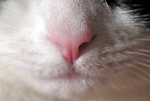 close-up of cat nose with whiskers