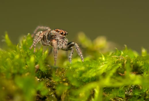 Evarcha - Jumping spider