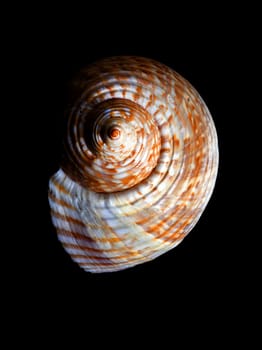 beautiful spiral shell on black background