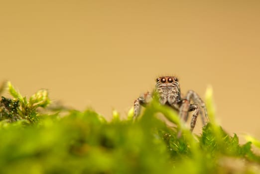 Evarcha - Jumping spider