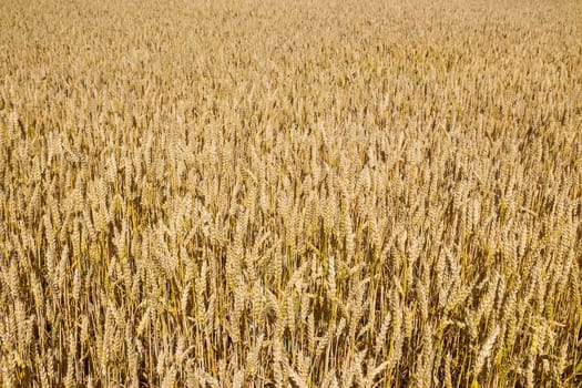 Closeup of a wheat field in sunlight. 