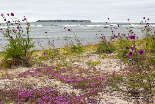 Beautiful nature of Gotland, island in the Baltic Sea in Sweden.