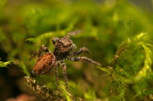 Evarcha - Jumping spider