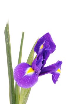 Single Beautiful Purple Dutch Iris with Water Droplets isolated on white background