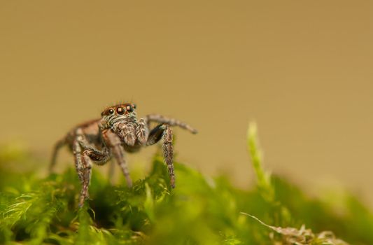 Evarcha - Jumping spider
