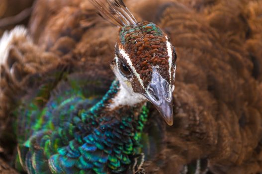 Close-up shot of a beautiful Female Peacock