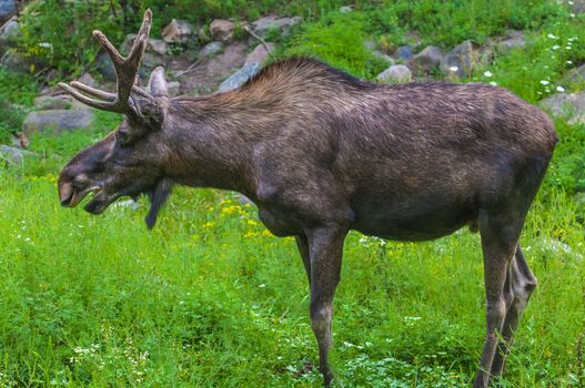 Side view of a Large Moose against green grass